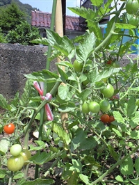 0906tomato2_R.jpg