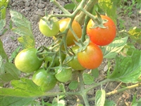 0906tomato_R.jpg