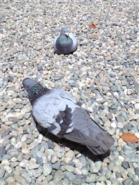 2004hato_R.jpg