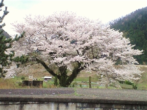 2004sakurahanami_R.jpg