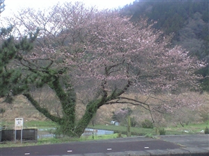 sakura0320_R.jpg